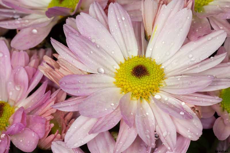 How to Grow and Care for English Daisies