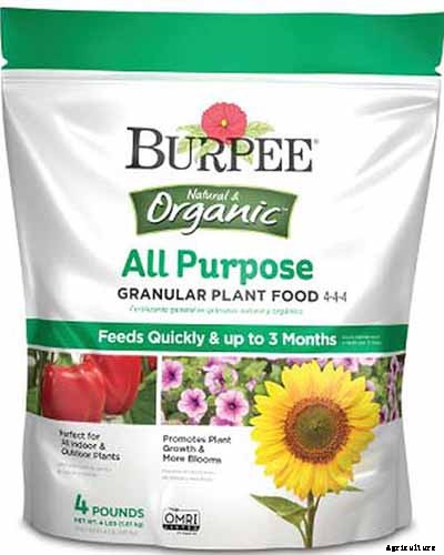 How to Grow and Care for English Daisies