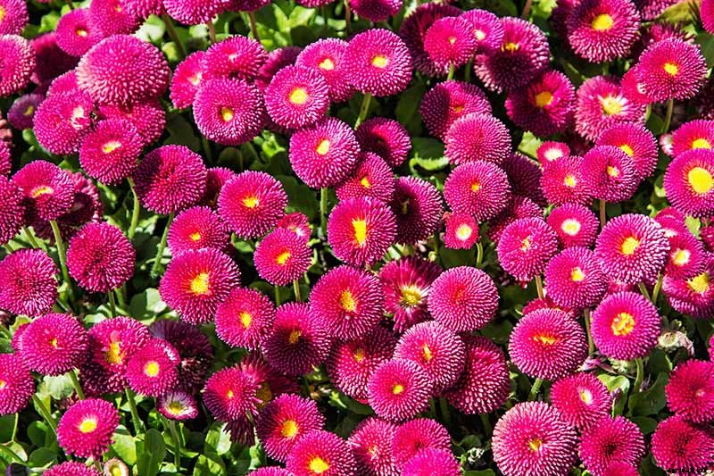 How to Grow and Care for English Daisies