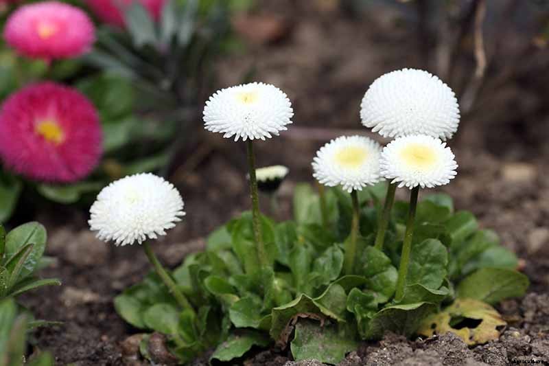 How to Grow and Care for English Daisies