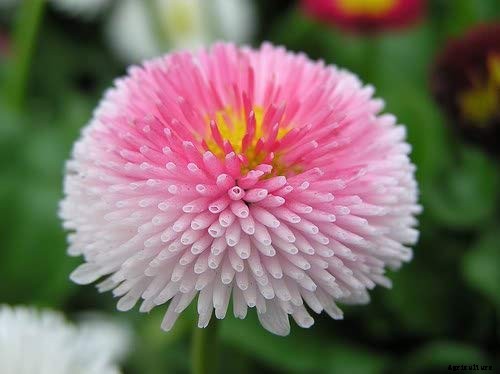 How to Grow and Care for English Daisies