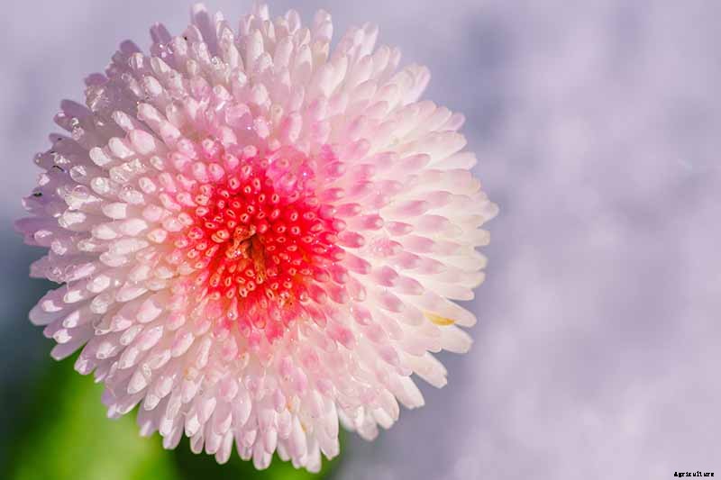 How to Grow and Care for English Daisies