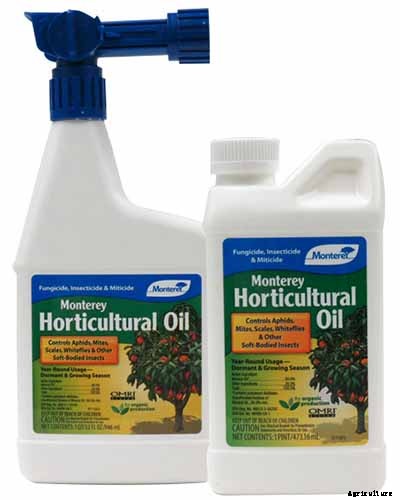 How to Grow and Care for English Daisies