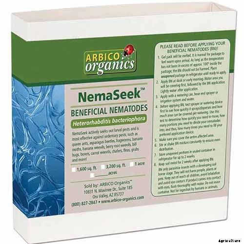 How to Grow and Care for English Daisies