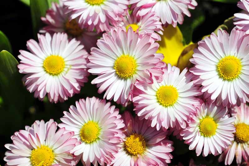 How to Grow and Care for English Daisies