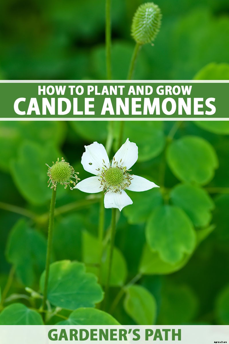How to Grow and Care for Candle Anemones