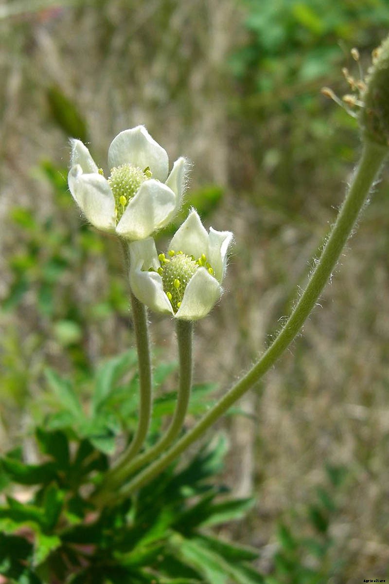 How to Grow and Care for Candle Anemones