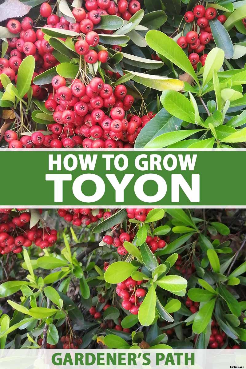 How to Grow Toyon (California Holly)