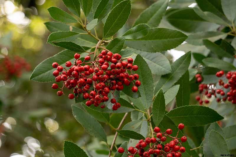 How to Grow Toyon (California Holly)