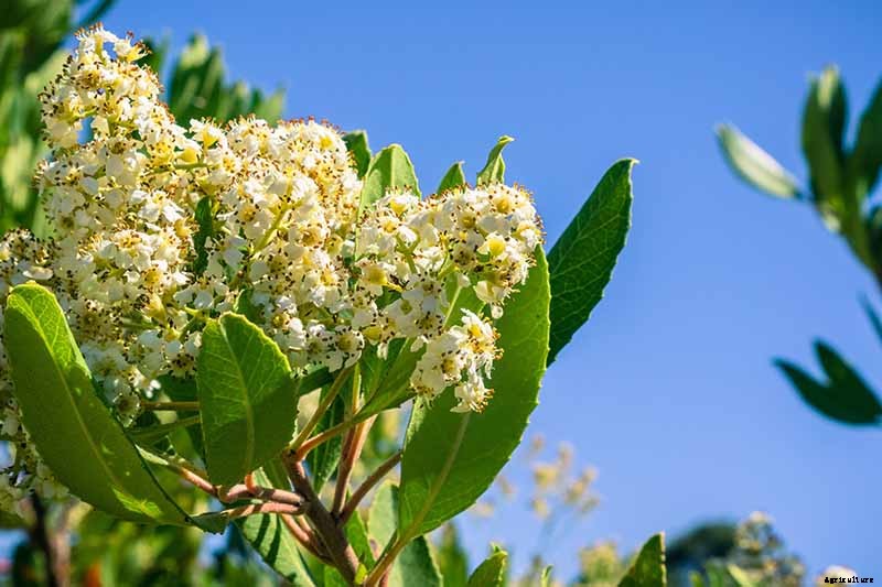 How to Grow Toyon (California Holly)