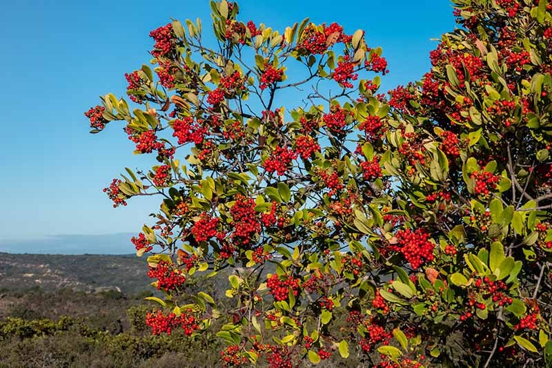 How to Grow Toyon (California Holly)