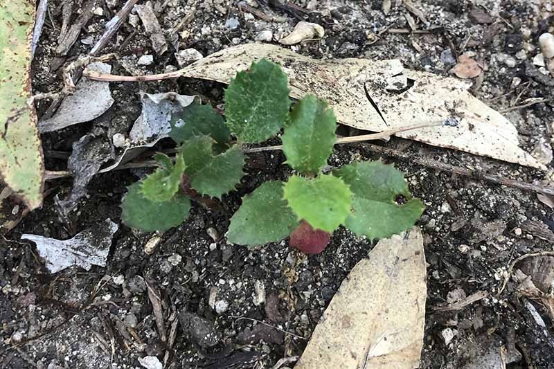 How to Grow Toyon (California Holly)