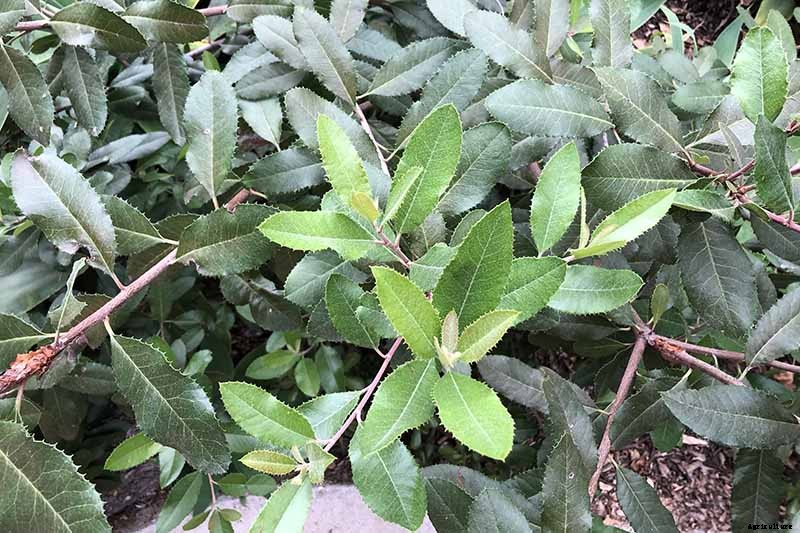 How to Grow Toyon (California Holly)