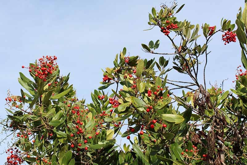 How to Grow Toyon (California Holly)