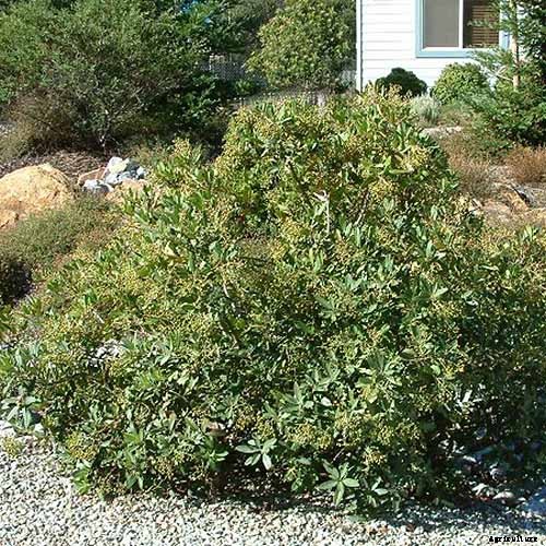How to Grow Toyon (California Holly)