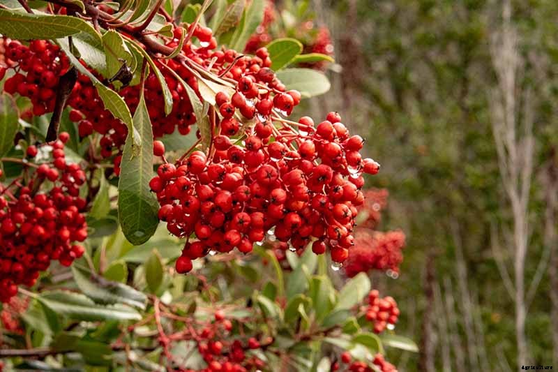 How to Grow Toyon (California Holly)