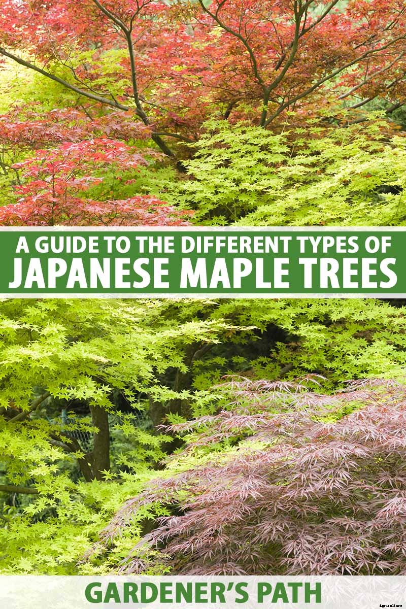 A Guide to the Different Types of Japanese Maple Trees