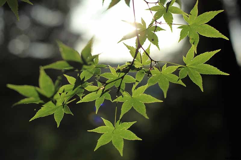 A Guide to the Different Types of Japanese Maple Trees