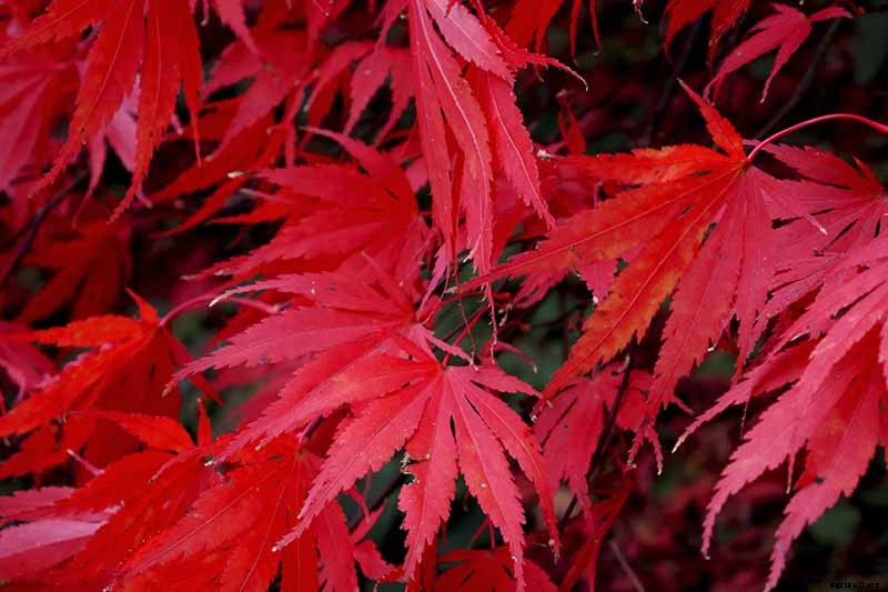 A Guide to the Different Types of Japanese Maple Trees