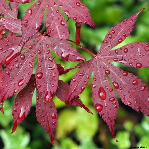 A Guide to the Different Types of Japanese Maple Trees