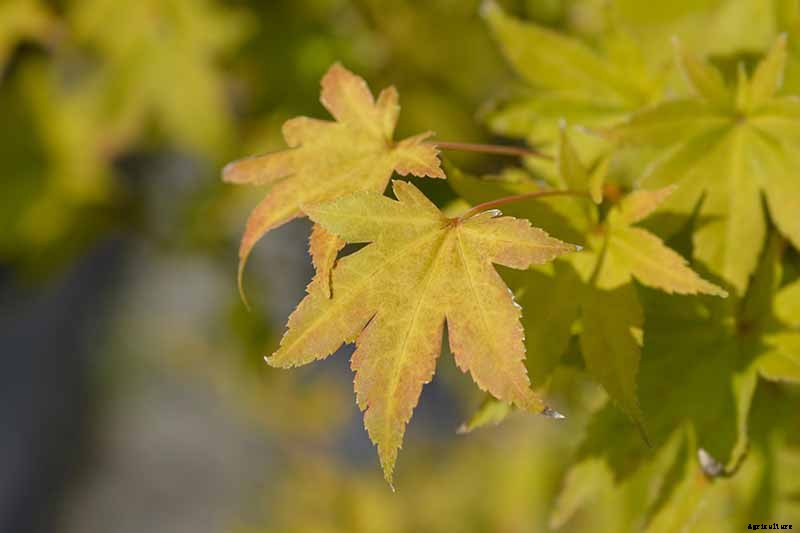A Guide to the Different Types of Japanese Maple Trees