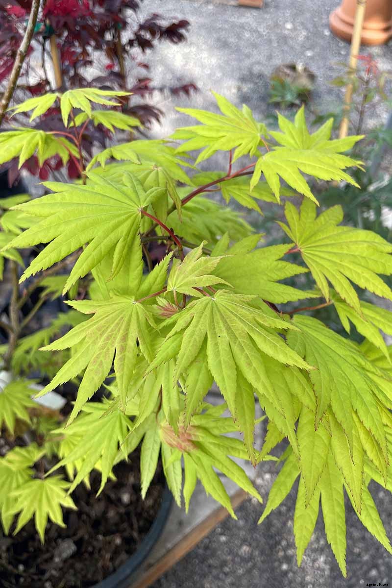 A Guide to the Different Types of Japanese Maple Trees