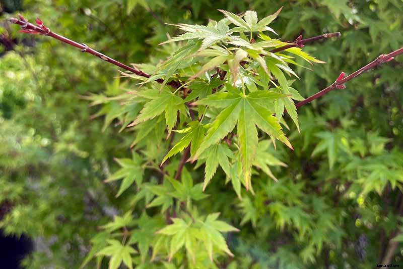 A Guide to the Different Types of Japanese Maple Trees