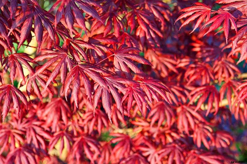 A Guide to the Different Types of Japanese Maple Trees
