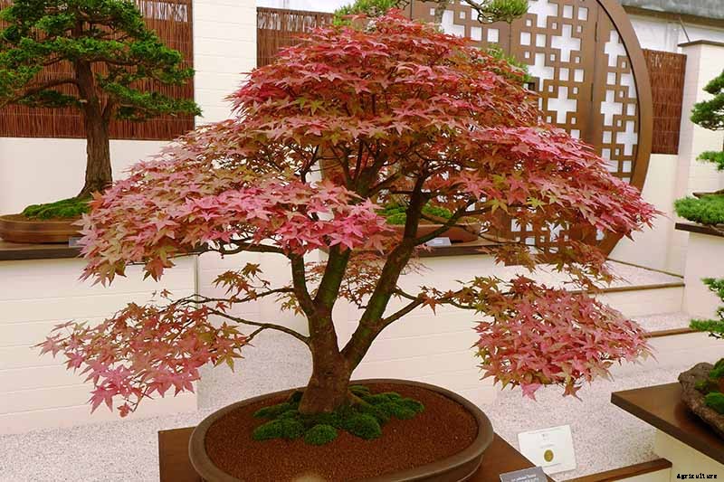 A Guide to the Different Types of Japanese Maple Trees