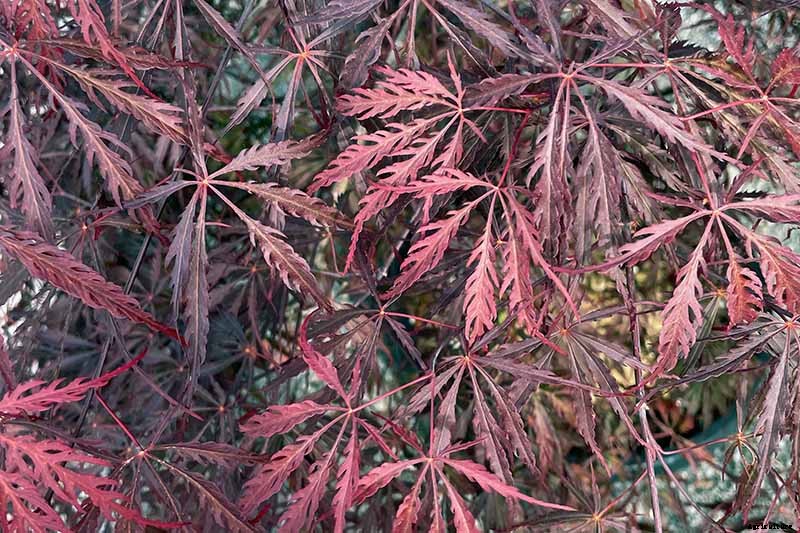 A Guide to the Different Types of Japanese Maple Trees