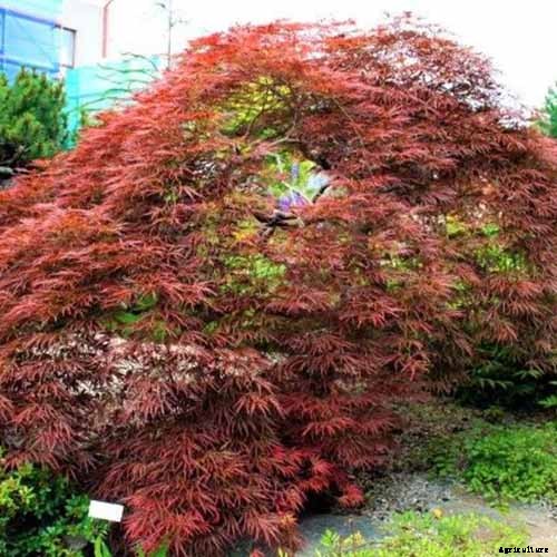 A Guide to the Different Types of Japanese Maple Trees