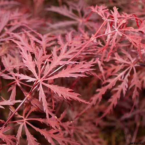 A Guide to the Different Types of Japanese Maple Trees