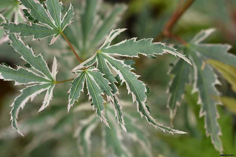 A Guide to the Different Types of Japanese Maple Trees
