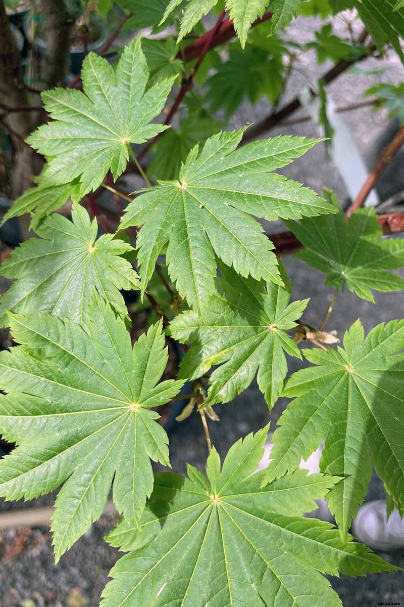 A Guide to the Different Types of Japanese Maple Trees