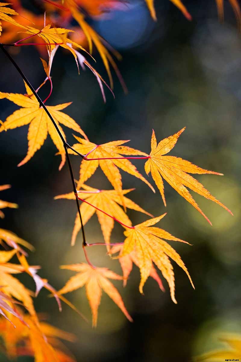 A Guide to the Different Types of Japanese Maple Trees