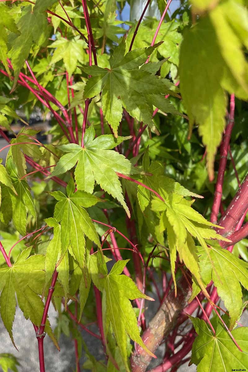 A Guide to the Different Types of Japanese Maple Trees