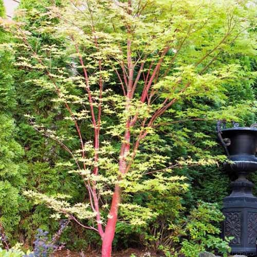 A Guide to the Different Types of Japanese Maple Trees