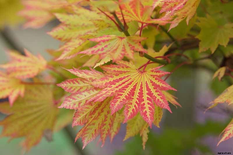 A Guide to the Different Types of Japanese Maple Trees