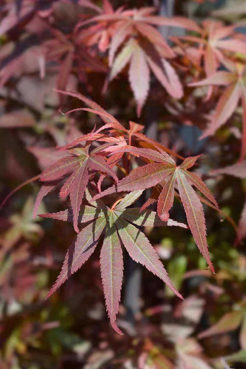 A Guide to the Different Types of Japanese Maple Trees