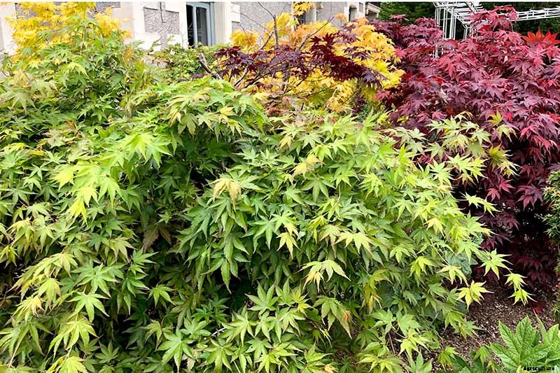 A Guide to the Different Types of Japanese Maple Trees