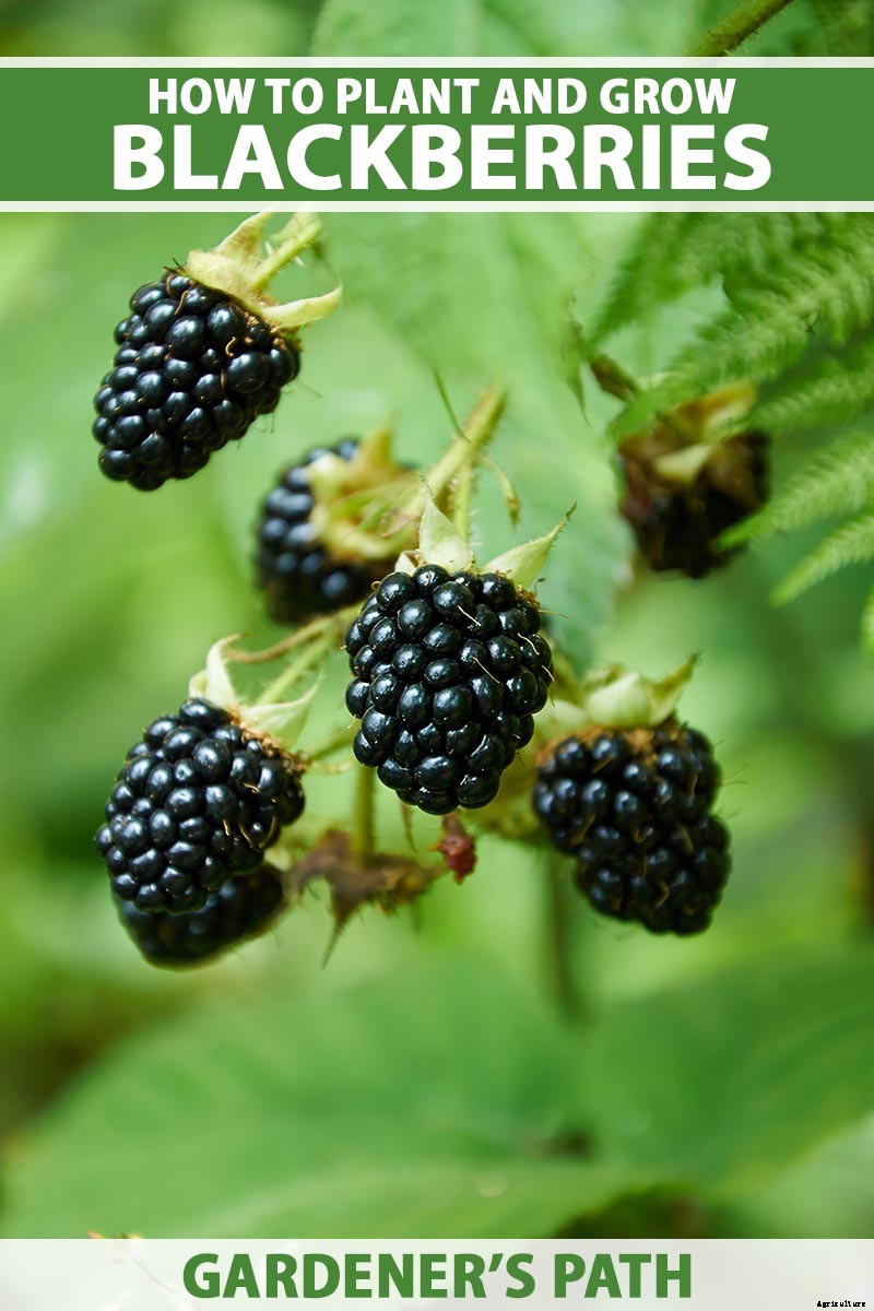 How to Grow and Care for Blackberry Bushes