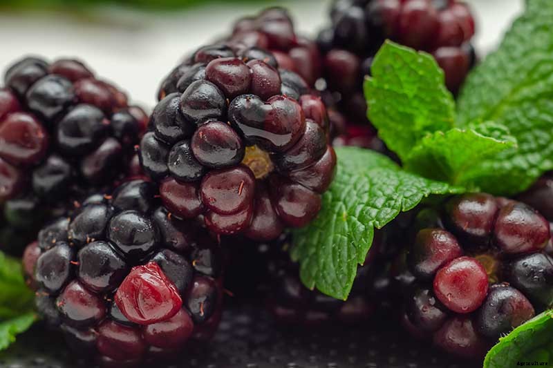 How to Grow and Care for Blackberry Bushes