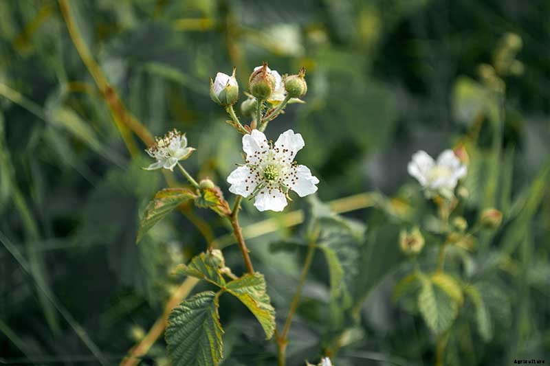 How to Grow and Care for Blackberry Bushes