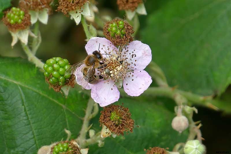 How to Grow and Care for Blackberry Bushes