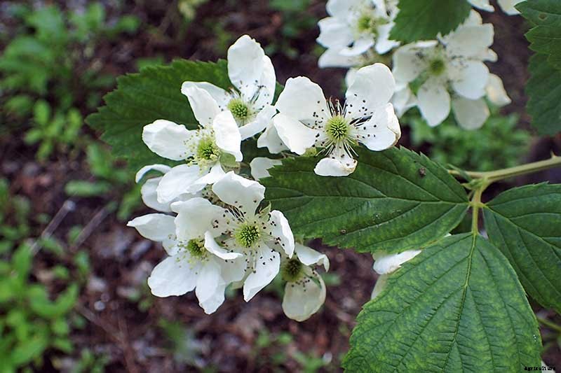 How to Grow and Care for Blackberry Bushes