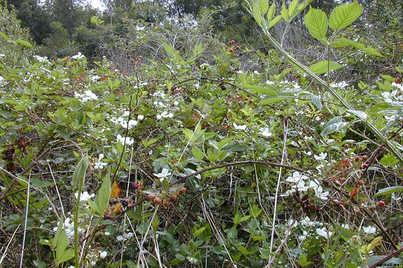 How to Grow and Care for Blackberry Bushes