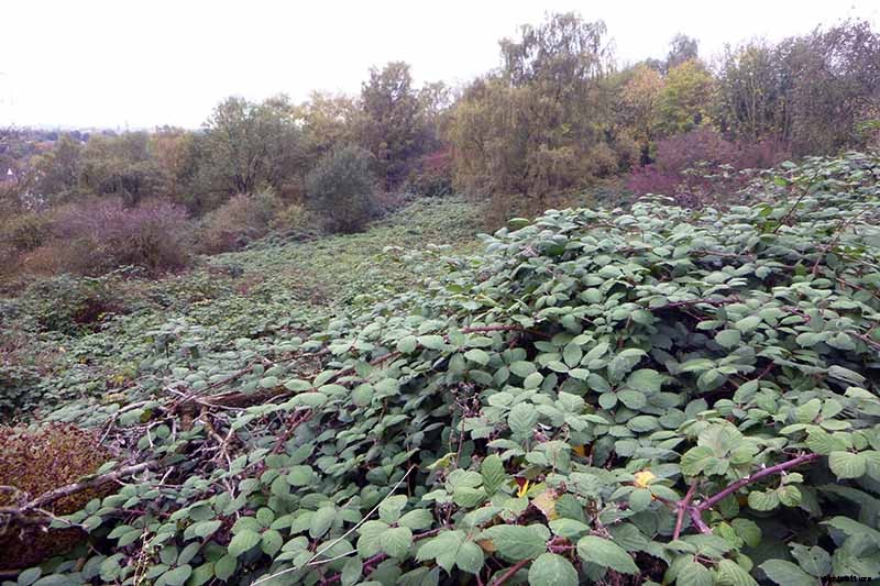 How to Grow and Care for Blackberry Bushes