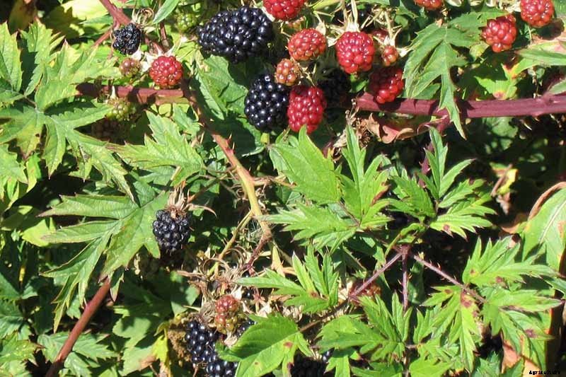 How to Grow and Care for Blackberry Bushes