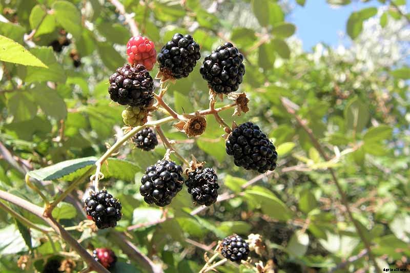 How to Grow and Care for Blackberry Bushes