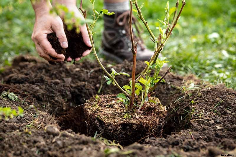 How to Grow and Care for Blackberry Bushes